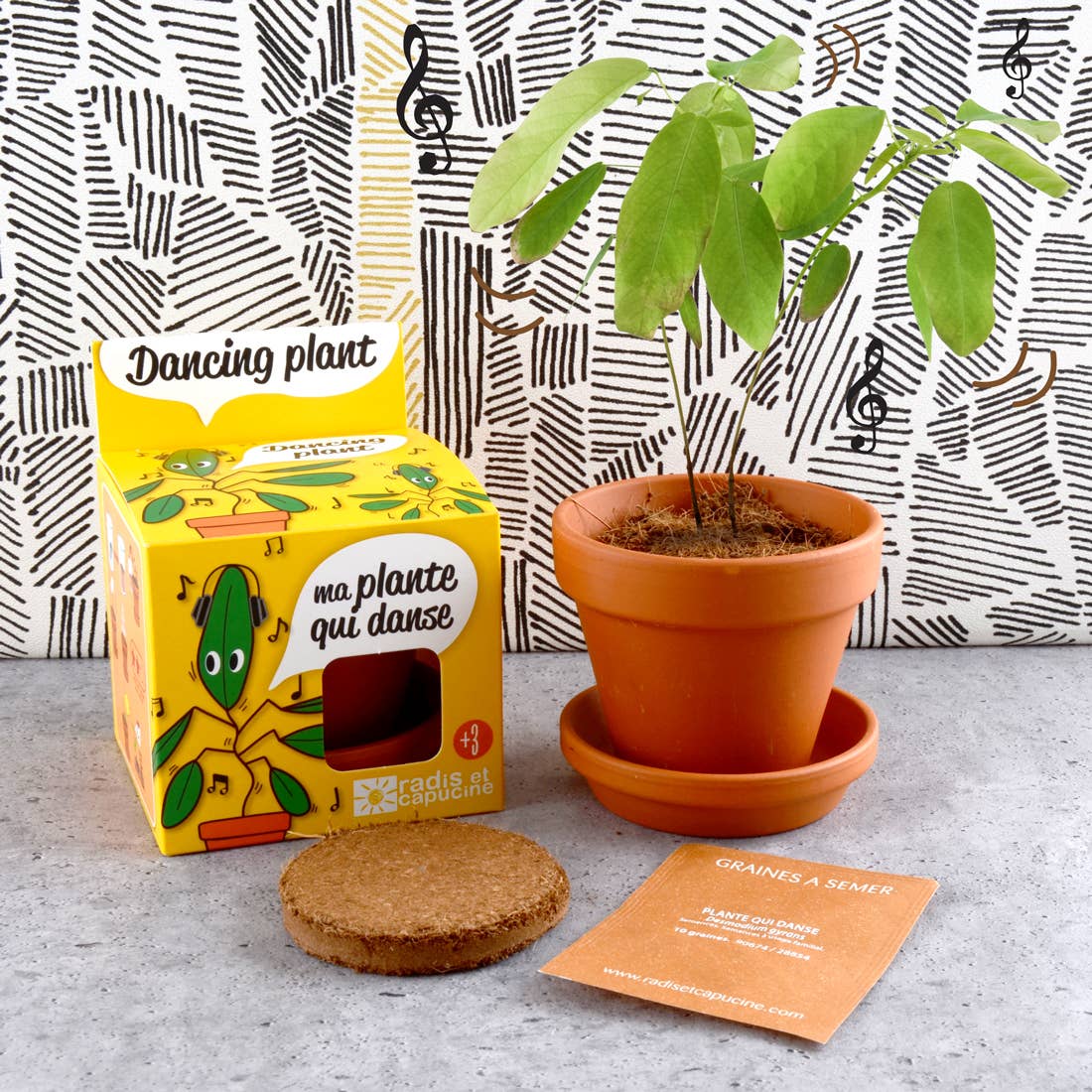 Plantes extraordinaires - Plante qui pétille – myplayground