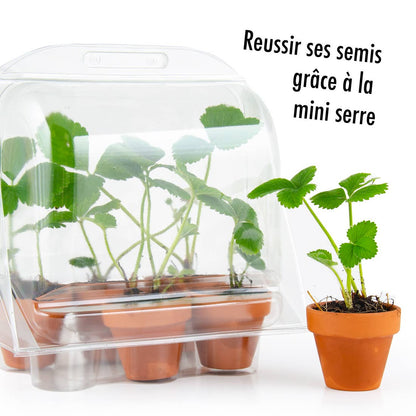 Serre plastique recyclé - Fraisiers - Kit créatif de jardinage Enfant