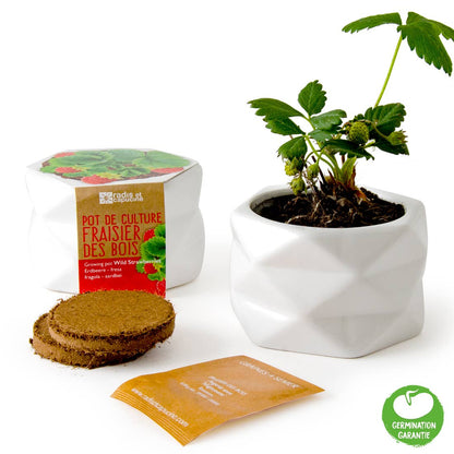 Pot origami - Grand Modèle - Fraisier des bois - Kit créatif de jardinage Enfant