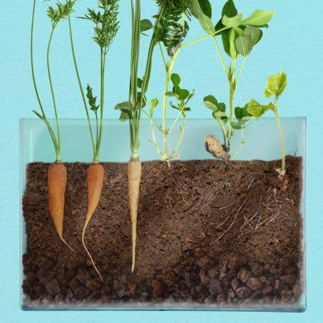 Vivarium Observation des racines - Kit créatif de jardinage Enfant