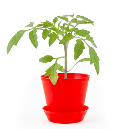 Pot Cloche - Tomate cerise bio - Kit créatif de jardinage Enfant