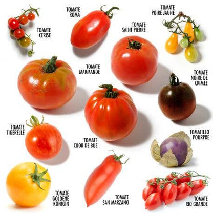 Coffret 12 sachets - Tomates anciennes - Kit créatif de jardinage Enfant