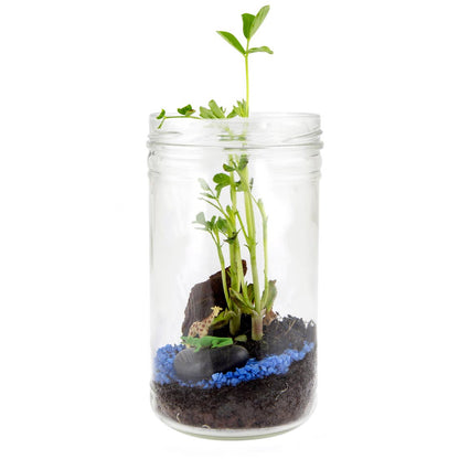 Terrarium de la Savane - Kit créatif de jardinage Enfant