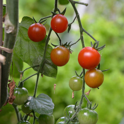 Plantes gourmandes - Tomates cerises bio - Kit créatif de jardinage Enfant