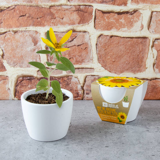 Pot blanc - Tournesol bio - Kit créatif de jardinage Enfant