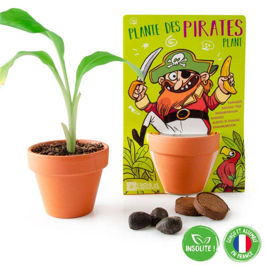 Carte nature  Pirate - Bananier - Kit créatif de jardinage Enfant