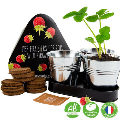 Trio pots zinc  - Fraisier des bois - Kit créatif de jardinage Enfant