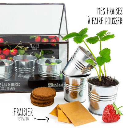 Châssis  noir 3 pots zinc - Fraisiers - Kit créatif de jardinage Enfant