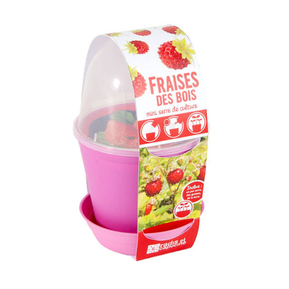 Pot cloche - Fraisier - Kit créatif de jardinage Enfant