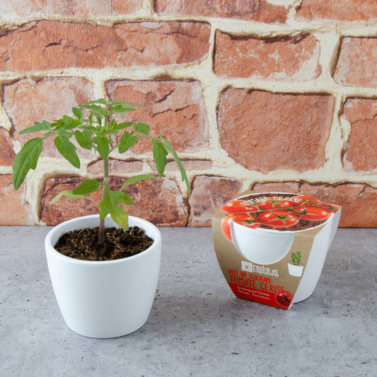 Pot  blanc - Tomate cerise bio - Kit créatif de jardinage Enfant