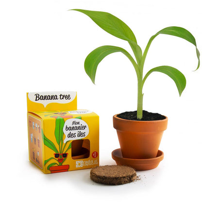 Le bananier - Kit créatif de jardinage Enfant