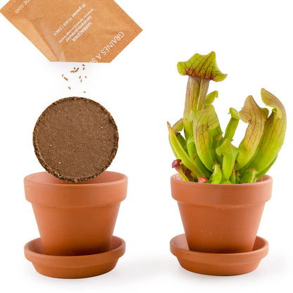 La plante carnivore - Kit créatif de jardinage Enfant