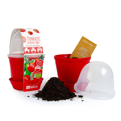 Pot Cloche - Tomate cerise bio - Kit créatif de jardinage Enfant