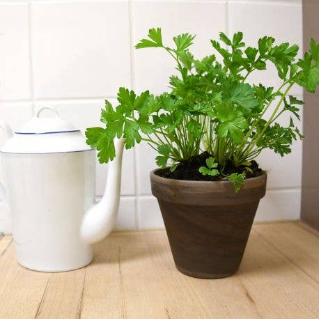 Pot Terre cuite Basalte - Persil bio - Kit créatif de jardinage Enfant