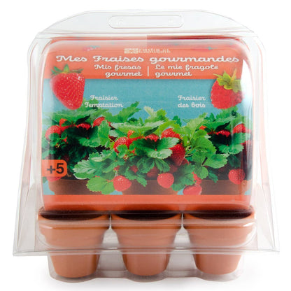 Serre plastique recyclé - Fraisiers - Kit créatif de jardinage Enfant