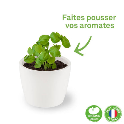 Pot blanc - Basilic  bio - Kit créatif de jardinage Enfant