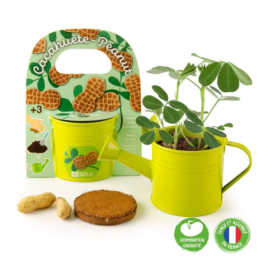 Kit pour apprendre à jardiner cacahuètes - Kit créatif de jardinage Enfant