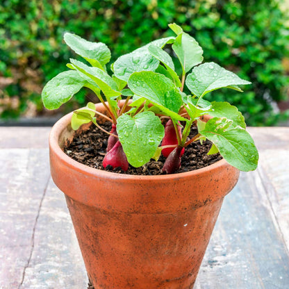 Plantes gourmandes - Radis bio - Kit créatif de jardinage Enfant