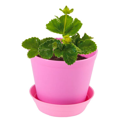 Pot cloche - Fraisier - Kit créatif de jardinage Enfant