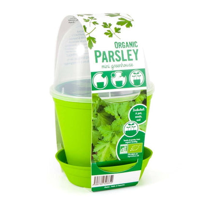 Pot cloche - Persil commun bio - Kit créatif de jardinage Enfant