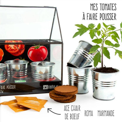 Châssis noir 3 pots zinc + Tomates bio - Kit créatif de jardinage Enfant