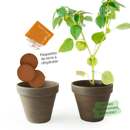 Pot Terre cuite Basalte - Tomatillos pourpres - Kit créatif de jardinage Enfant