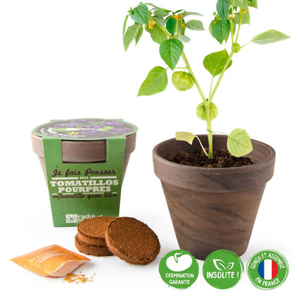 Pot Terre cuite Basalte - Tomatillos pourpres - Kit créatif de jardinage Enfant