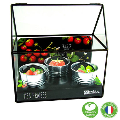 Châssis  noir 3 pots zinc - Fraisiers - Kit créatif de jardinage Enfant