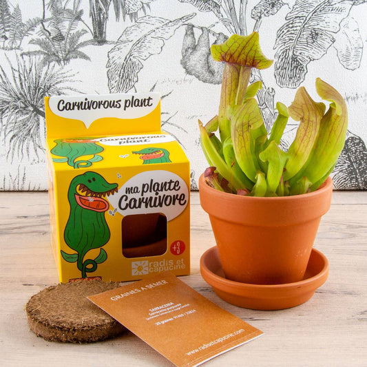 La plante carnivore - Kit créatif de jardinage Enfant