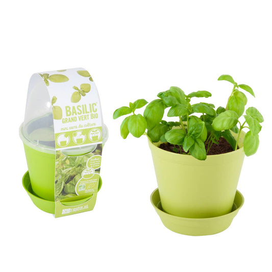 Pot Cloche - Basilic bio - Kit créatif de jardinage Enfant