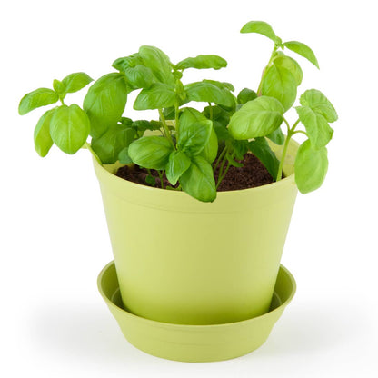 Pot Cloche - Basilic bio - Kit créatif de jardinage Enfant