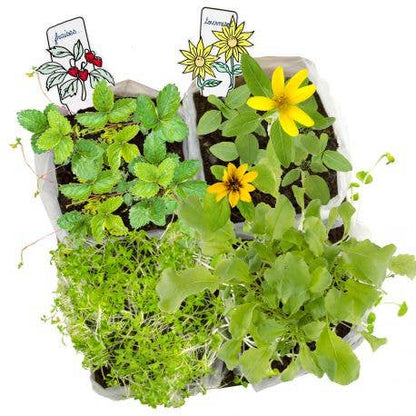 Coffret Mini Potager Bio - Kit créatif de jardinage Enfant