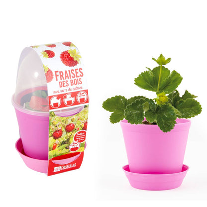 Pot cloche - Fraisier - Kit créatif de jardinage Enfant