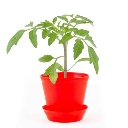 Pot Cloche - Tomate cerise bio - Kit créatif de jardinage Enfant